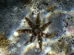 Coscinasterias tenuispina