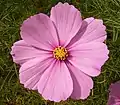 Cosmos bipinnatus