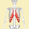Posición de los cartílagos costales (se muestran en rojo). Animación.