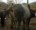 Ano de un bovino cebuino, al momento de la expulsión de las heces.