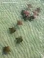 Grupo de rayas gavilán nadando en el Golfo de México.