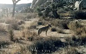 Un coyote (Canis latrans).