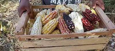 Cosecha de maíces, de la Escuela de Frontera N° 2 Rosario Wayar -Yavi Chico