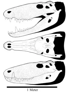  Reconstruido en base a los dos especímenes conocidos de Barinasuchus, representando el holotipo en tamaño, y el resto del cráneo basado en otros sebecidos más completos como Sebecus y Bretesuchus.