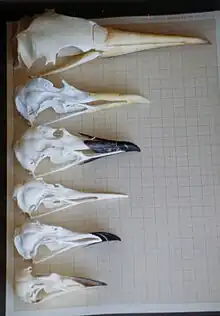 Cráneos de aves marinas. De mayor a menor: alcatraz, gaviota patiamarilla, ave no identificada, arao común, alca común y frailecillo.