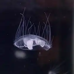 Craspedacusta sowerbyi - medusa de agua dulce.