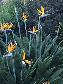 Strelitzia reginae.