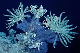 Crinoideos anclados a colonia de gorgonia y "langosta rechoncha" de la familia Galatheidae, 400 m, Roatan, Honduras