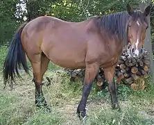 Caballo criollo