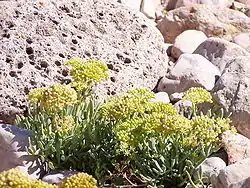 Hinojo marino (Crithmum maritimum), abundante en la isla.