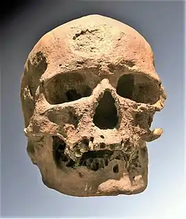 Cro-Magnon 1 fue el primer fósil reconocido como de nuestra especie, H. sapiens, por eso se utiliza como nombre común de los sapiens antiguos.