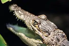 Crocodylus moreletii