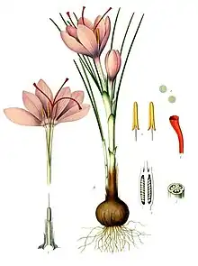 Crocus sativus L.