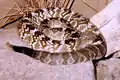 Víbora de cascabel (Crotalus molossus)