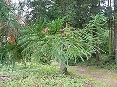 Cryptomeria japonica