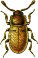 Cryptophagus cellaris