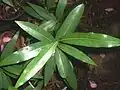 Endiandra floydii - hojas