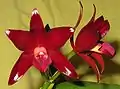 Ctt. Chocolate Drop 'Volcano Queen'(= C. guttata × Gur. aurantiaca) (antes C. Chocolate Drop)