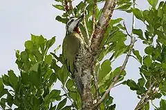 Xiphidiopicus percussus(Carpintero Verde)endémica de Cuba.