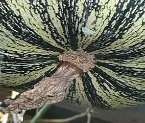 Comparar con la cicatriz del hipanto en Cucurbita argyrosperma.