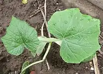 Cucurbita argyrosperma: Hojas de planta joven.