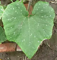 Cucurbita argyrosperma.