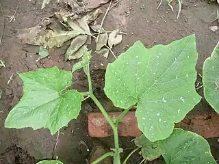 Cucurbita argyrosperma de hojas marmoreadas, hojas jóvenes todavía sin manchas.