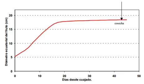 Aumento de tamaño y momento de madurez completa en el cultivar 'Maravilha do Mercado' (Agroflora). Quizás se quiso significar apertura floral o antesis en lugar de cuajado. Probablemente también se quiso significar una meseta plana luego de la maduración de la cáscara, al finalizar el aumento de tamaño.