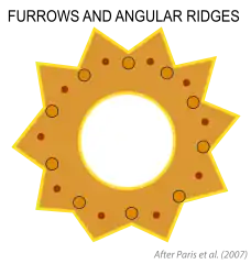 Surcos angulares (angular ridges), que forman crestas (furrows). Según Paris et al. (2007).