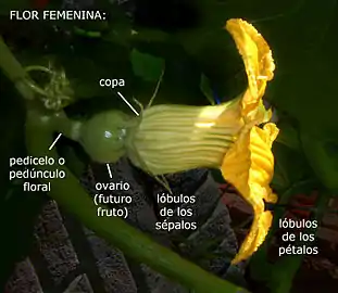 Flor femenina, el ovario (futuro fruto) en su sector inferior.