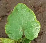 Cucurbita maxima: Hoja trilobada.