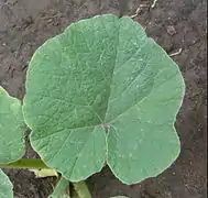 Cucurbita maxima: Hoja orbicular.