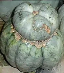 Cucurbita maxima "zapallo plomo" con forma de turbante, turbaniforme.