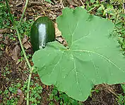 Cucurbita moschata: Hoja.