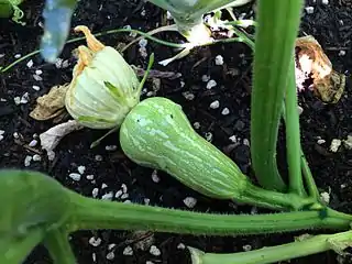 Flor recién cerrada de un anco "atigrado".