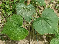 Cucurbita moschata: Hojas.