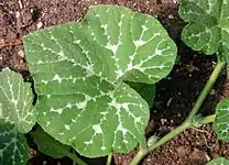 Cucurbita moschata: Hoja.