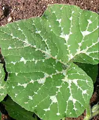 Cucurbita moschata.