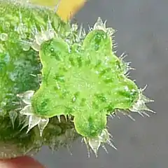 Cucurbita pepo, flor. Sección transversal del pedúnculo. Se observan 5 costillas primarias y 5 costillas secundarias.