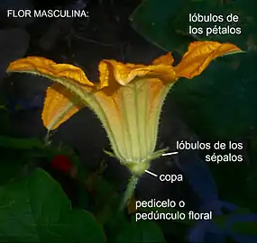 Flor masculina.