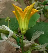 Flor masculina abriéndose.