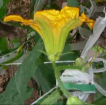 60 minutos después. Flor totalmente abierta.