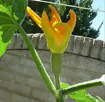 Flor femenina cerrándose.