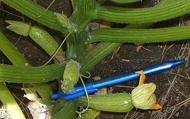 2014, Cucurbita pepo "zapallito alargado de Génova" 'Zucchini Grey' (vendedor Florensa, paquete de semillas de 4 g).