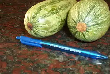 ...en Cucurbita pepo.