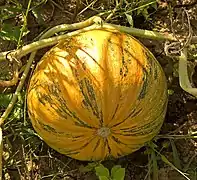 Calabaza