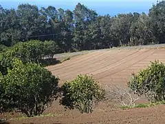 Tierras de cultivo en Cabezo Toro.