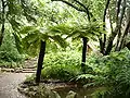 Cyathea dregei