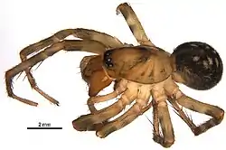 Cybaeus eutypus