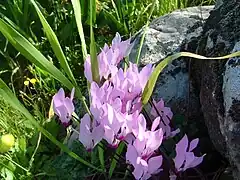 Cyclamen persicum